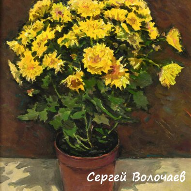 190 Хризантемы