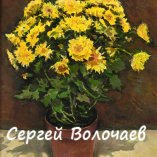 190 Хризантемы